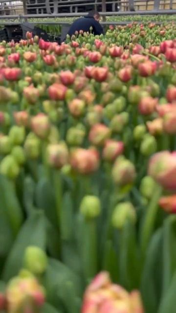 Выращивание тюльпанов к 8 марта #выгонкатюльпанов #тюл смотреть онлайн