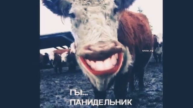 Не люблю понедельник,снова встоёшь и опять в школу было так до того момента пока не обявили каранти смотреть онлайн