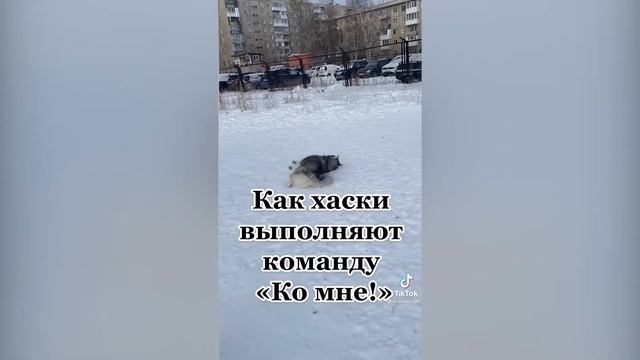 СМЕШНЫЕ КОТЫ / ПОДБОРКА СМЕШНЫХ КОТИКОВ И СОБАК / ПРИКОЛЬНЫЕ КОШКИ №13 смотреть онлайн