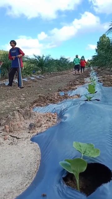 Высадка рассады 🌱💦🍉 смотреть онлайн