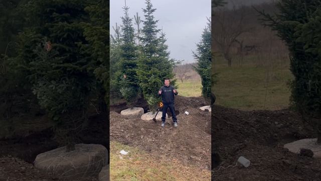 Выкопал и продал 7 метровые деревья в саду ! Адыгея кр? смотреть онлайн