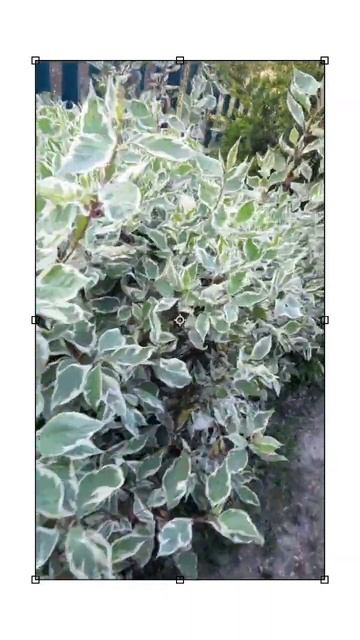 Живая изгородь из дерена белого Элегантисима смотреть онлайн