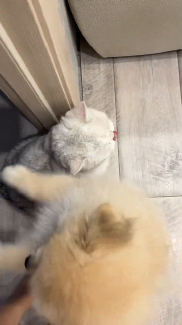 Не нужно гладить других животных 😂 #pomeranian #немецкийшпиц #смех #rek #шпиц