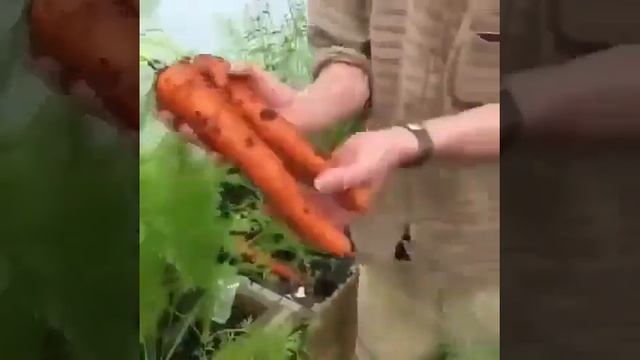 Интересный способ выращивания моркови. #морковь смотреть онлайн
