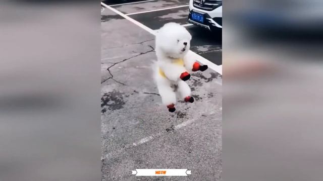 Вы Точно Будете Смеяться!😹- Смешные Видео Кошек и Собак 2021 - 2022 Года смотреть онлайн