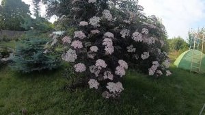 Бузина черная Блэк Лейс (Black Lace)