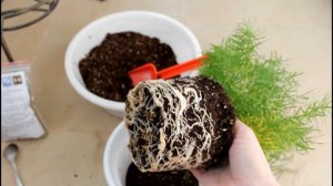 Аспарагус из семян. Часть 3. Продолжение. Комнатные цве