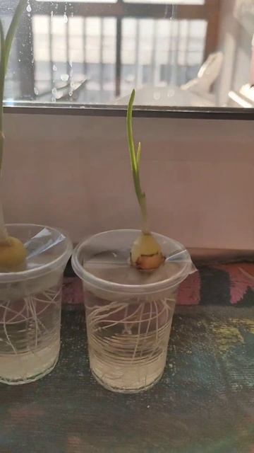 Лук на подоконнике #огород #лук #рассада смотреть онлайн