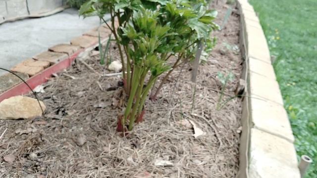 Весенние росточки пионов - моя любимая стадия. 2025 смотреть онлайн