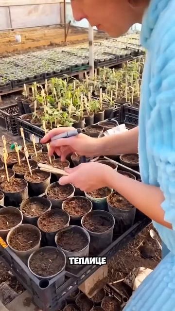 Идем прогуляемся к теплице #сад #дача #теплица #огоро? смотреть онлайн