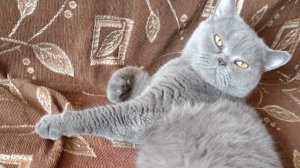 БРИТАНСКАЯ //КОШКА