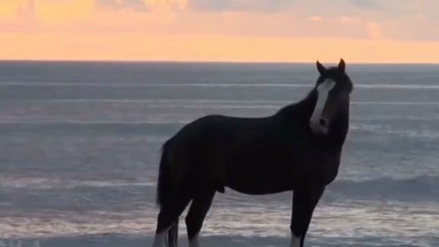 Красивая Азербайджанская песня смотреть онлайн