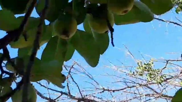 ВЛОГ.ШАШЛЫК.ДАЧА.УРОЖАЙ.ЗАГОТОВКИ.КОМПОТ. ВАРЕНЬЕ.МАК? смотреть онлайн