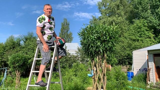 ПАВИВА Обрезка плетёных деревьев из ивы в июне , форми? смотреть онлайн
