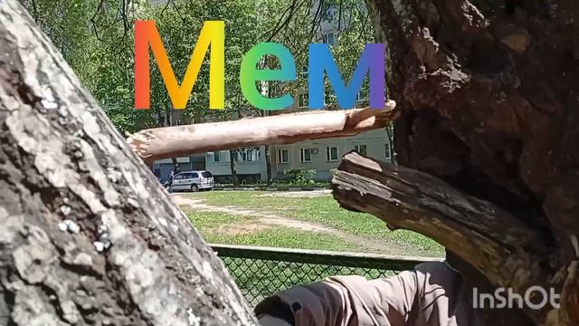 МЕМ""ЭТО ПАЛКА ДЛЯ КОРМУШКИ смотреть онлайн