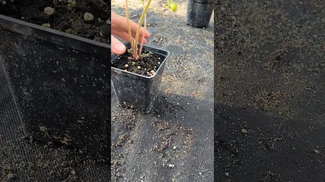 Рассада клубники даром или очень дорого?