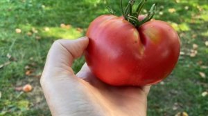 КАРДИНАЛ // обзор томата // высылаю семена