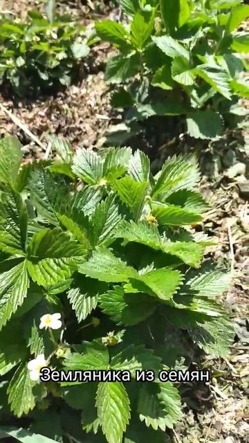 Земляника цветёт🌼, скоро будут ягодки🍓🍓 #garden #spring #с смотреть онлайн