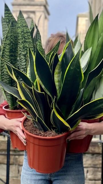 9 комнатных растений для северного и западного окна #р?