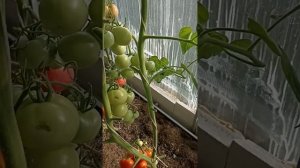 томат Соседская зависть обзор и дегустация