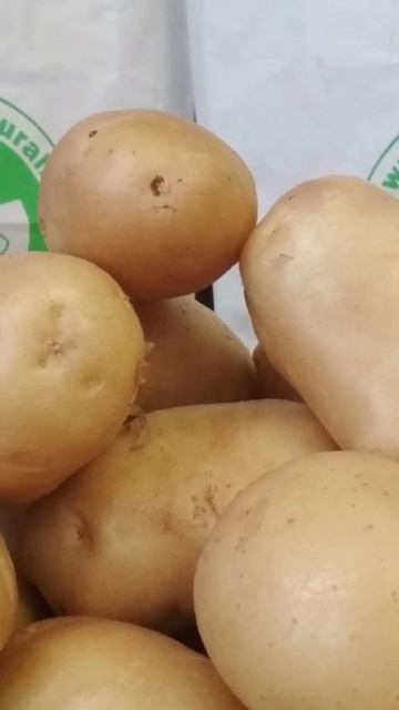 Астраханский картофель от качественных семян!