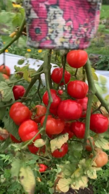 Томат в открытом грунте смотреть онлайн