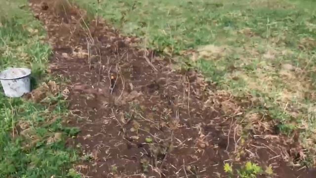 Благотворитель оплатит вам саженцы смотреть онлайн