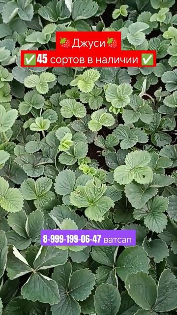 🍓✅🪴 Джуси кассетная рассада отправка сдек #рассада? смотреть онлайн