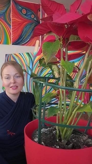 Просто любовь и растения на Новый 2025 год! Всех мои доро смотреть онлайн