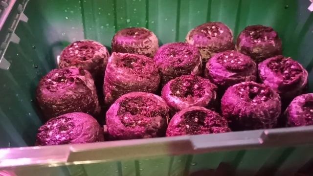 ЯНВАРЬ ВРЕМЯ ЗАДУМАТЬСЯ О ЗАРАБОТКЕ НА РАССАДЕ ВЕСНОЙ