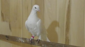 #Baku #Pigeons   4-ч. Обзор Голубей Баку!
