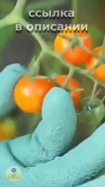 Перчатки с когтями смотреть онлайн