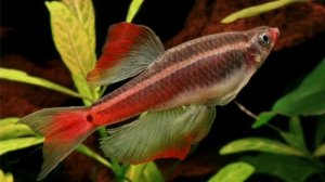 КАРДИНАЛ 🐠 : содержание, уход ,кормление и разведение