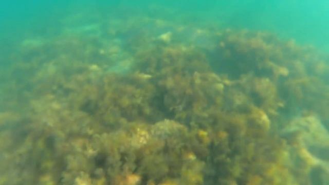 #Анапа.Сегодня 22.07.2024. Чёрное море. Пляж «Малая Бухта»Время 7.00Воздух 24Море 27Подводный мир смотреть онлайн