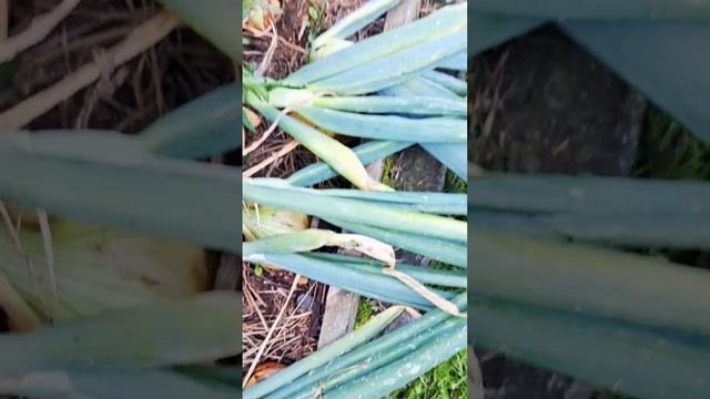 Мой ЛУК. #дача #огород #лето лук смотреть онлайн