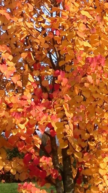 ТОП 10 недооцененных культур , которые нужно продавать.