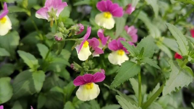 А.ГРЕЧКИН-Ты и я.mp4