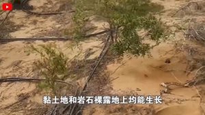 Чекалкин орех - лучший орех 21века?!