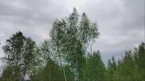 Соловьиная роща