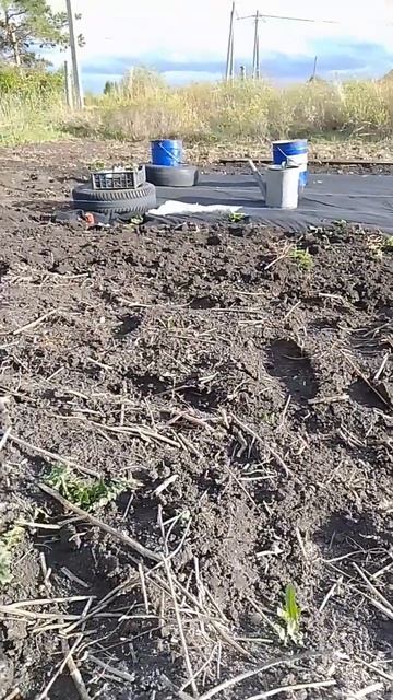 посадка клубники #дача #сад #garden #огород #клубника #ягод смотреть онлайн