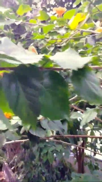 Лимонарий, г. Уфа 🪴🌿🍀🌱💚 #растения #оранжерея #лимо смотреть онлайн