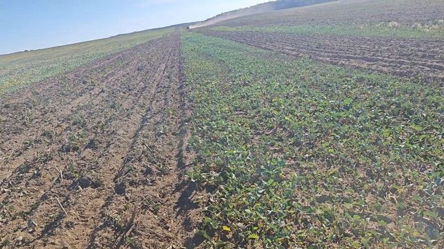 Сев озимой пшеницы. Сентябрь 2024.Стрип тилл. Мзури. КФХ " смотреть онлайн