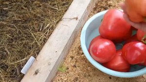 Сбор томатов ,,сердце буйвола,,12.08.24г.