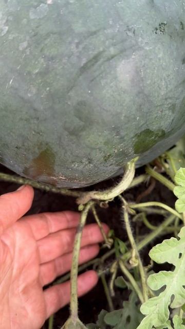 Ждет,когда его сорвут #природа #огород#овощеводство#ар смотреть онлайн