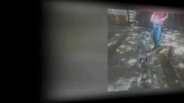 ★ Двое друзей возвращались на машине с летнего отдыха, когда на обочине дороги заметили животное смотреть онлайн