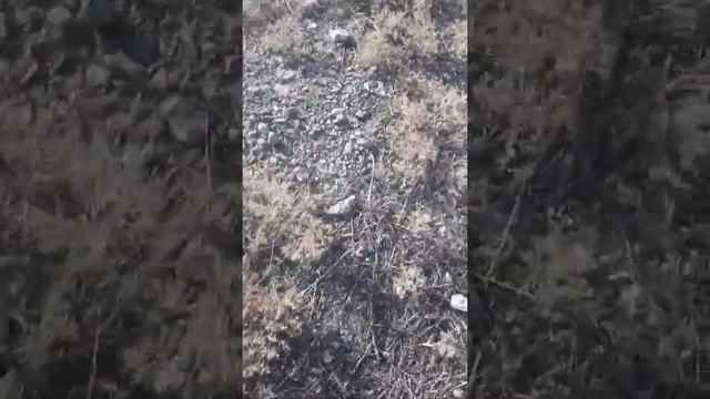 Долина кентавра смотреть онлайн