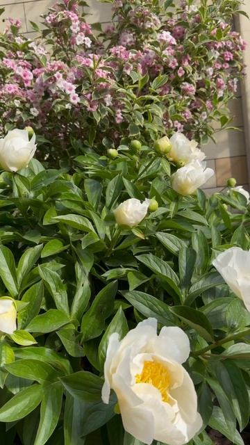 ВЕЙГЕЛА,ПИОН,СОСНА✨🩵#катеринаагамалова #ландшафтны? смотреть онлайн