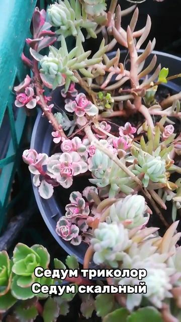 Седумы (очитки) весной, Краснодар #сад #краснодар #пито? смотреть онлайн