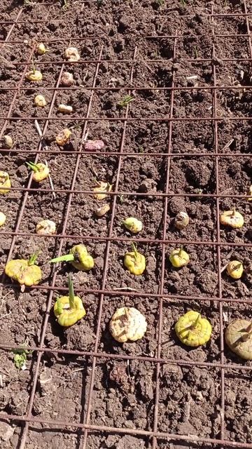 Гладиолусы пошли в грунт смотреть онлайн