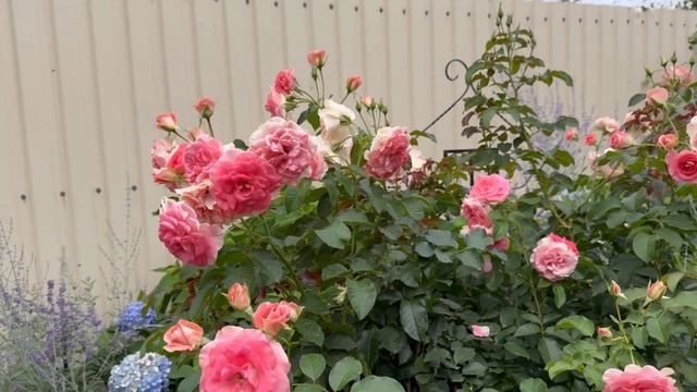 Роза флорибунда Джет Сет (Jet Set) на штамбе 2024 смотреть онлайн